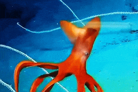 4.gif